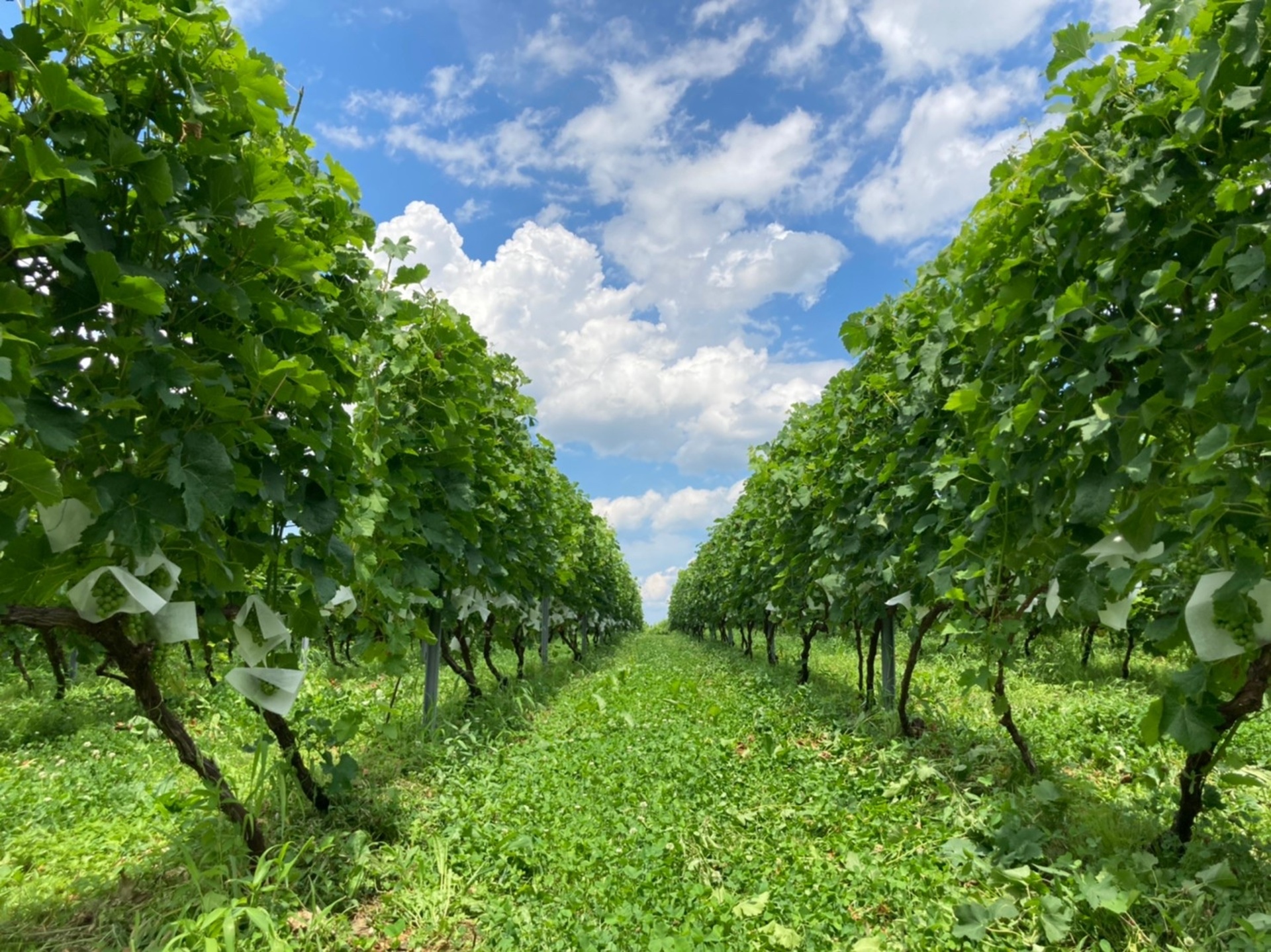 TOYOSHIMA FARM
ワインブドウの栽培