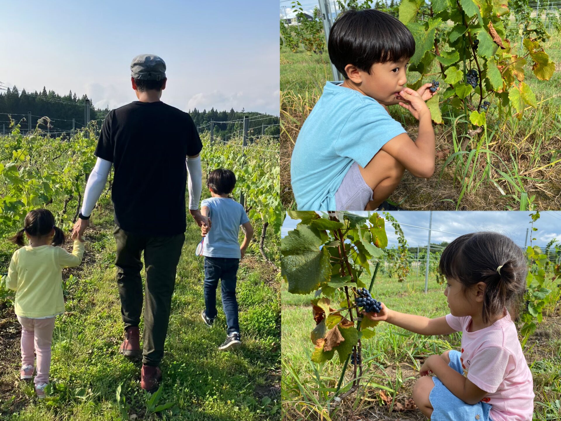秋田県でワインブドウを栽培