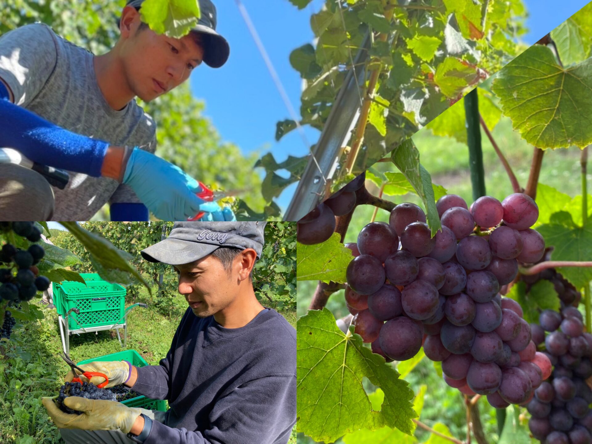 秋田県でワインブドウを栽培