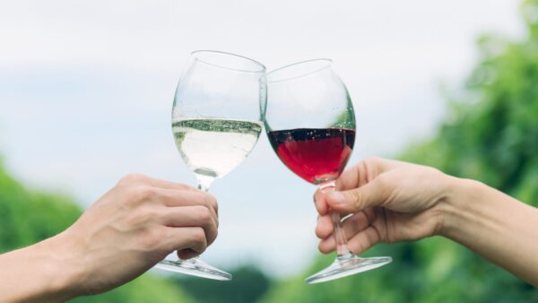 次回ワイナリー開放デーのご案内【1月10日】